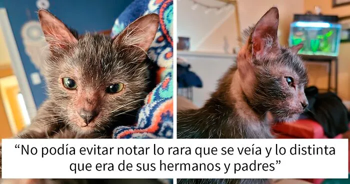 Los dueños de esta gatita pensaban que estaba enferma, pero descubrieron que Gracie en realidad era una gata-lobo