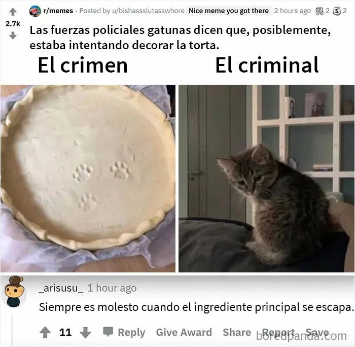 Gato maldito