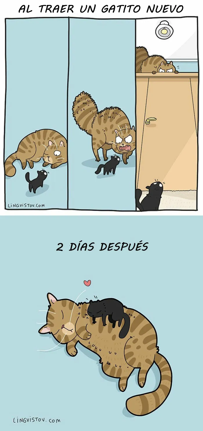 Esta artista ilustra los divertidos momentos de la vida de todo dueño de gatos (22 nuevas imágenes)