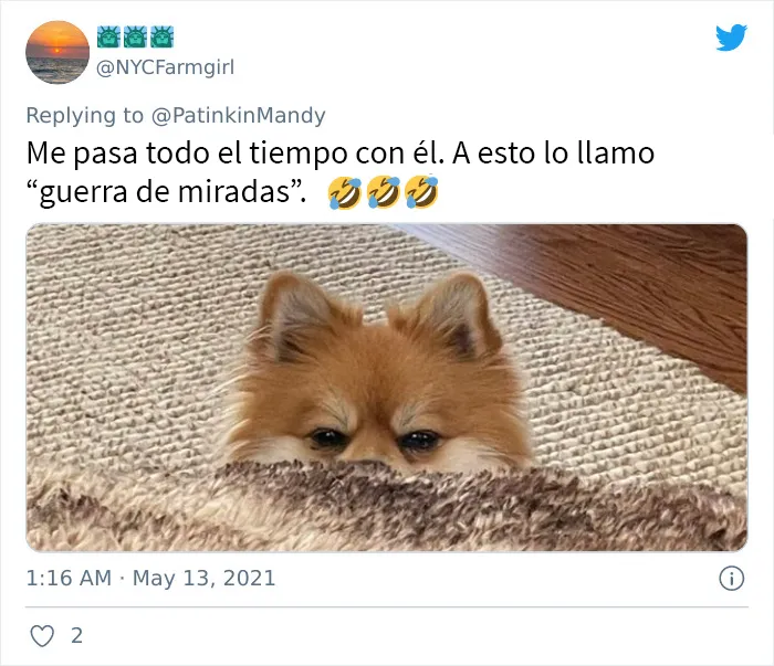 25 Perros poniendo cara de hambre a sus dueños porque quieren comida