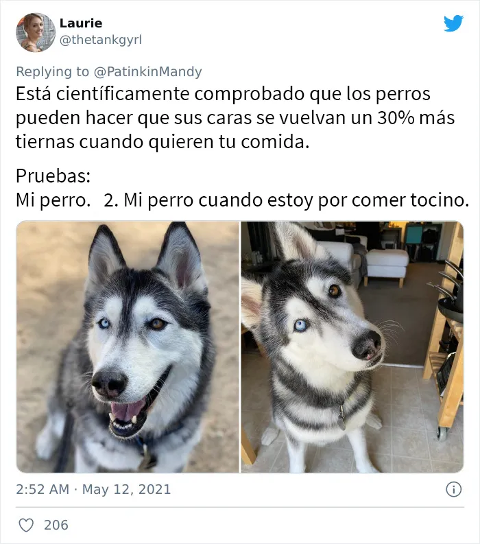 25 Perros poniendo cara de hambre a sus dueños porque quieren comida