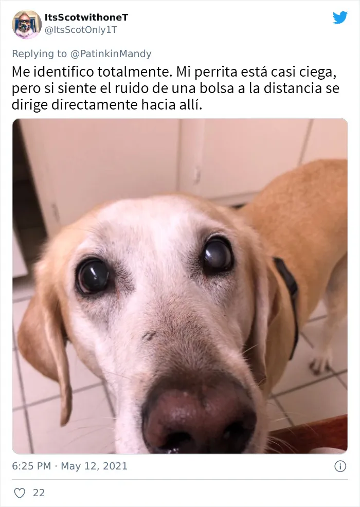 25 Perros poniendo cara de hambre a sus dueños porque quieren comida