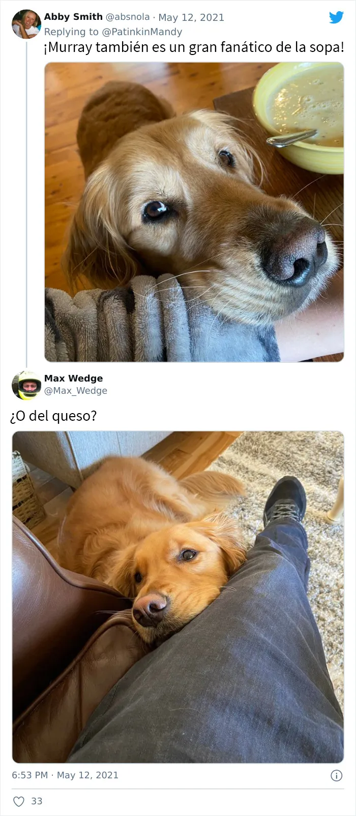 25 Perros poniendo cara de hambre a sus dueños porque quieren comida