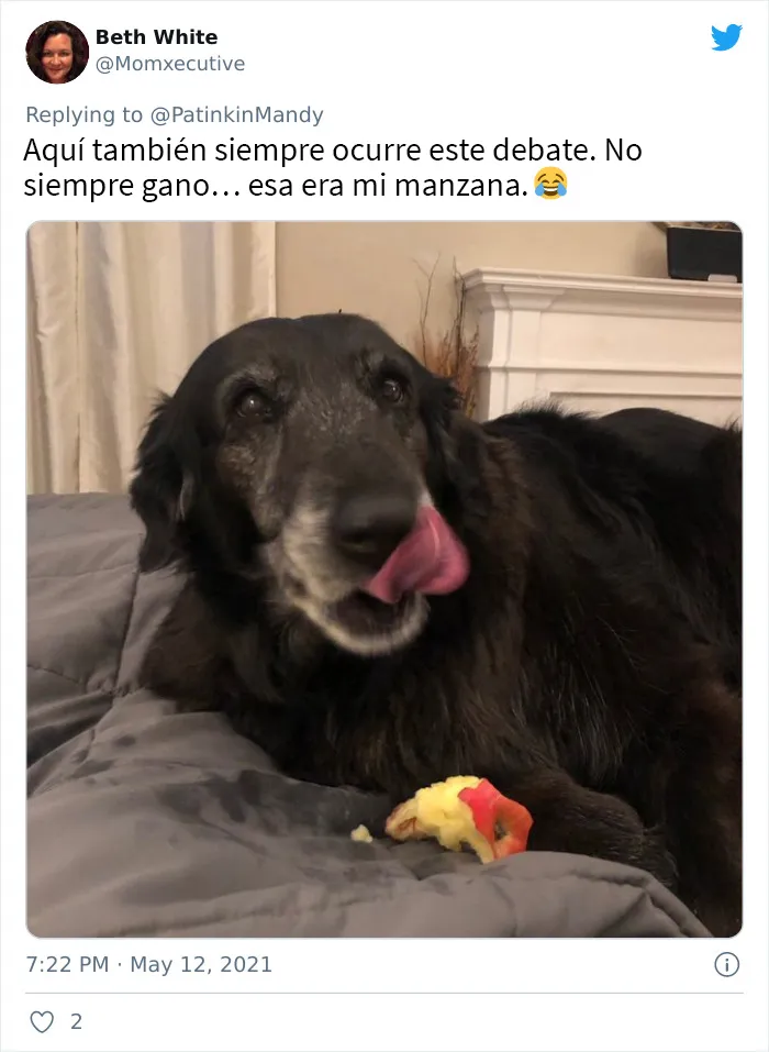 25 Perros poniendo cara de hambre a sus dueños porque quieren comida