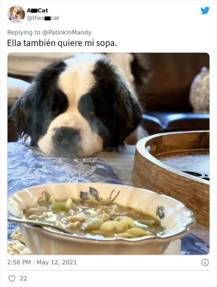 25 Perros poniendo cara de hambre a sus dueños porque quieren comida