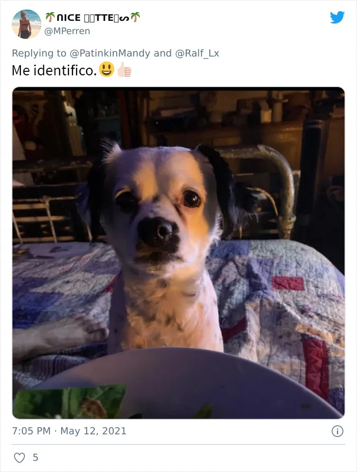 25 Perros poniendo cara de hambre a sus dueños porque quieren comida