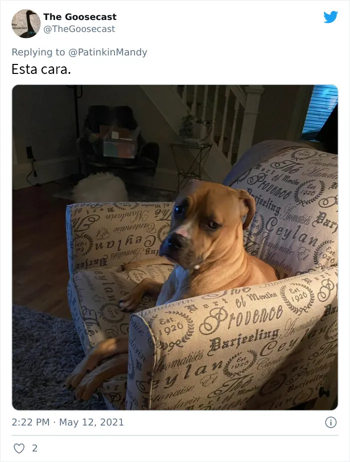 25 Perros poniendo cara de hambre a sus dueños porque quieren comida