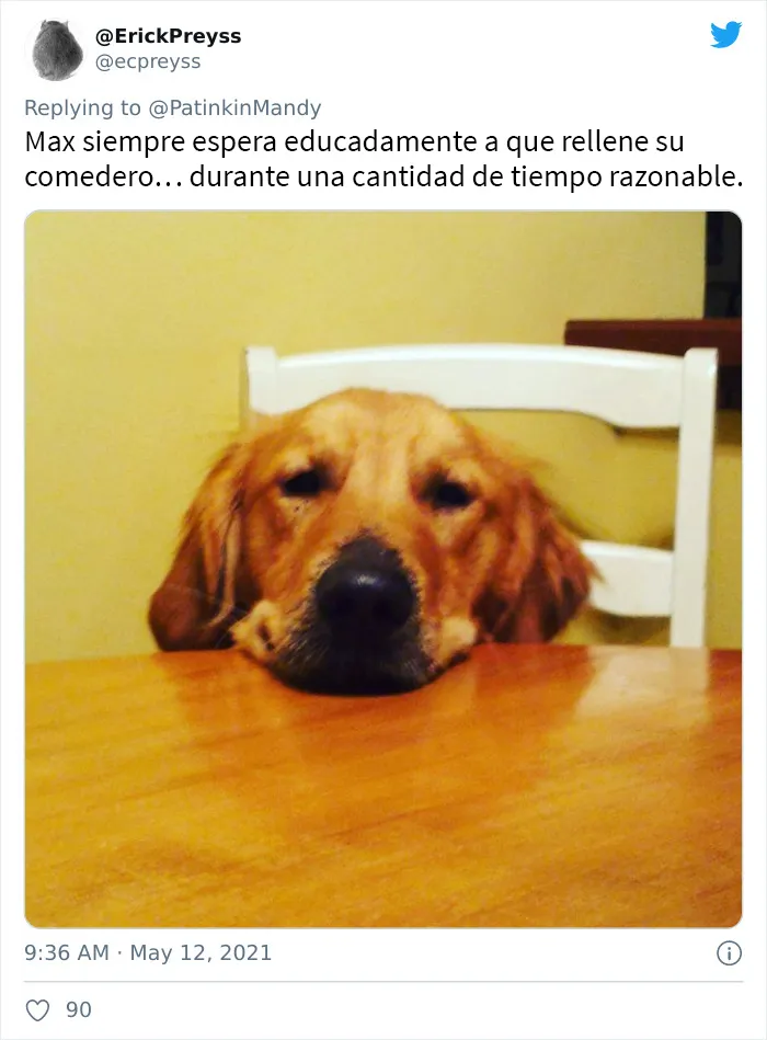 25 Perros poniendo cara de hambre a sus dueños porque quieren comida