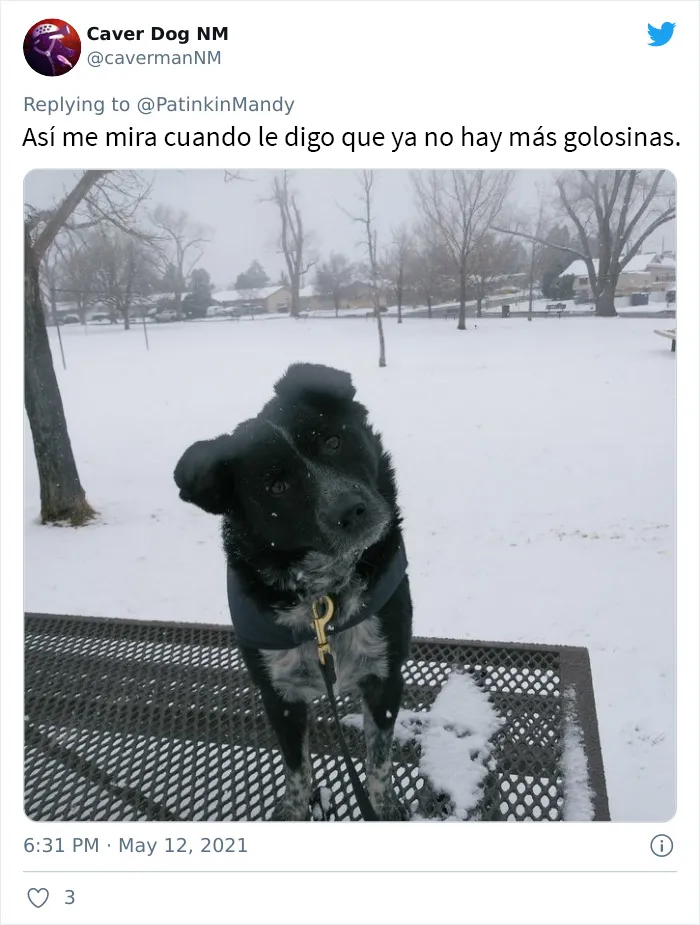 25 Perros poniendo cara de hambre a sus dueños porque quieren comida