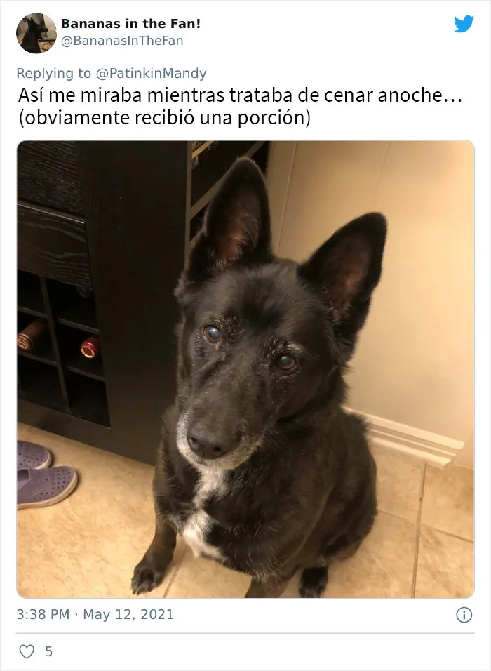 25 Perros poniendo cara de hambre a sus dueños porque quieren comida