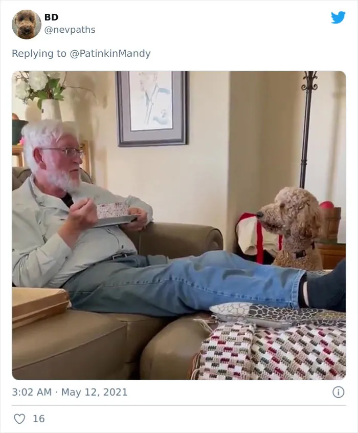 25 Perros poniendo cara de hambre a sus dueños porque quieren comida
