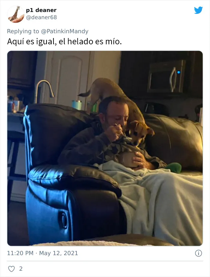 25 Perros poniendo cara de hambre a sus dueños porque quieren comida