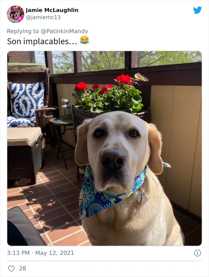 25 Perros poniendo cara de hambre a sus dueños porque quieren comida