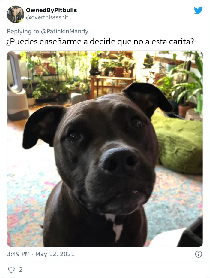 25 Perros poniendo cara de hambre a sus dueños porque quieren comida