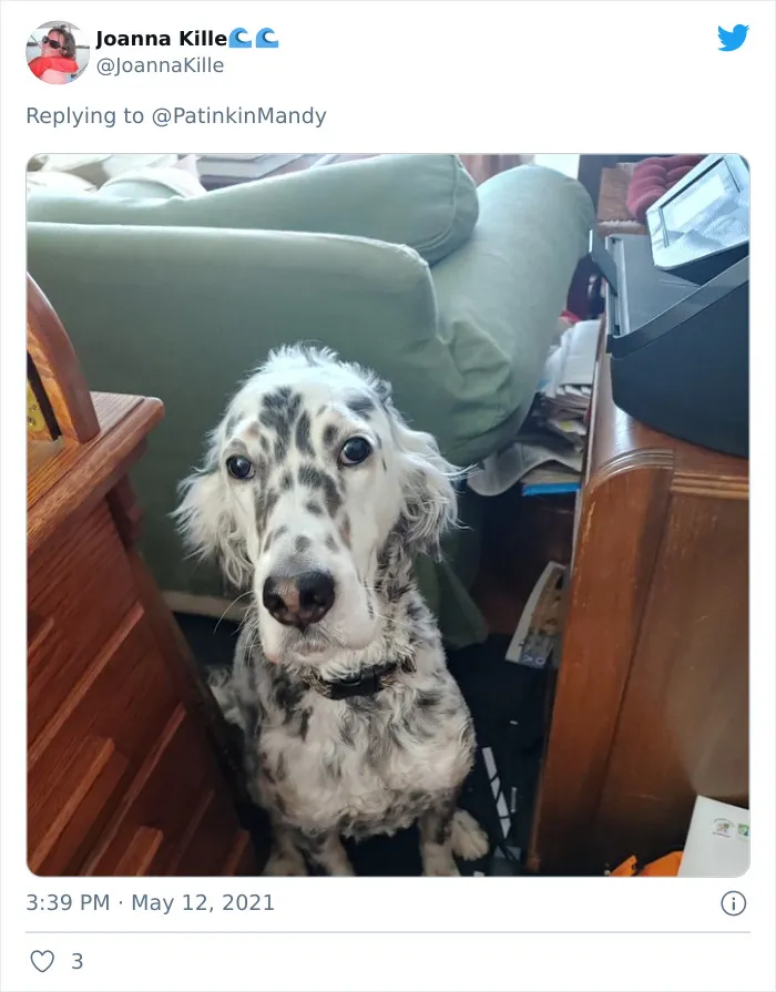 25 Perros poniendo cara de hambre a sus dueños porque quieren comida