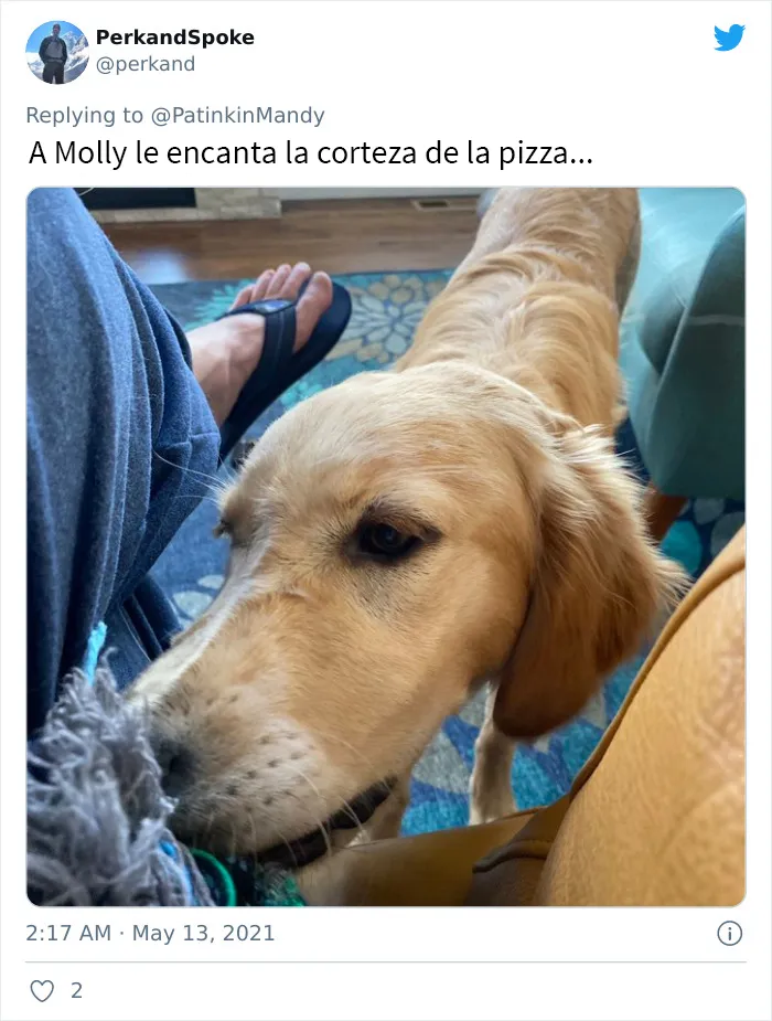 25 Perros poniendo cara de hambre a sus dueños porque quieren comida