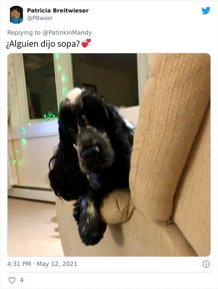 25 Perros poniendo cara de hambre a sus dueños porque quieren comida