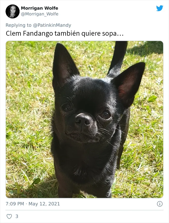 25 Perros poniendo cara de hambre a sus dueños porque quieren comida