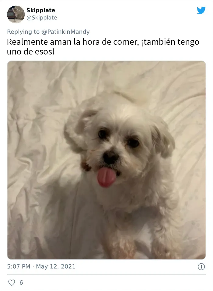 25 Perros poniendo cara de hambre a sus dueños porque quieren comida