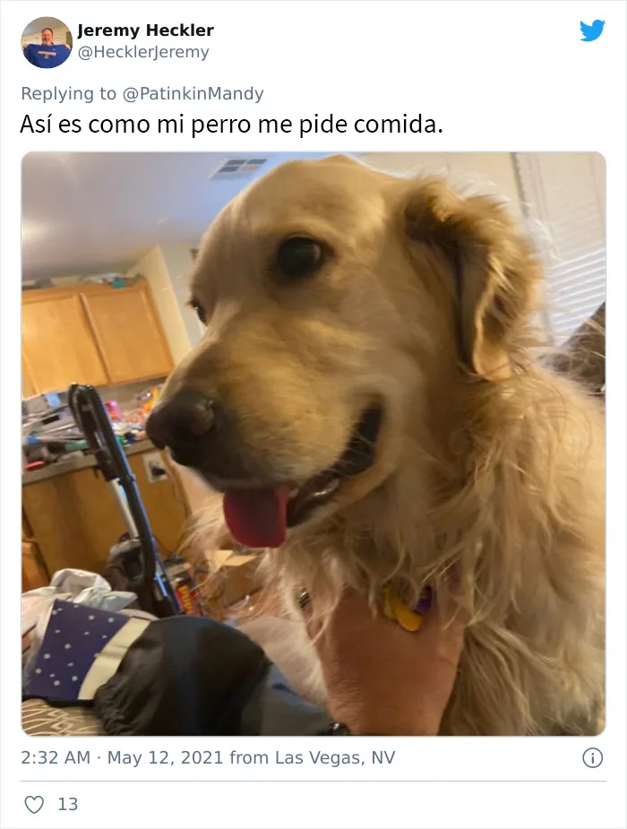 25 Perros poniendo cara de hambre a sus dueños porque quieren comida