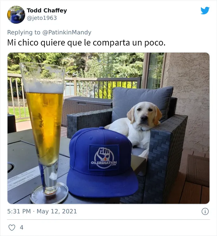 25 Perros poniendo cara de hambre a sus dueños porque quieren comida