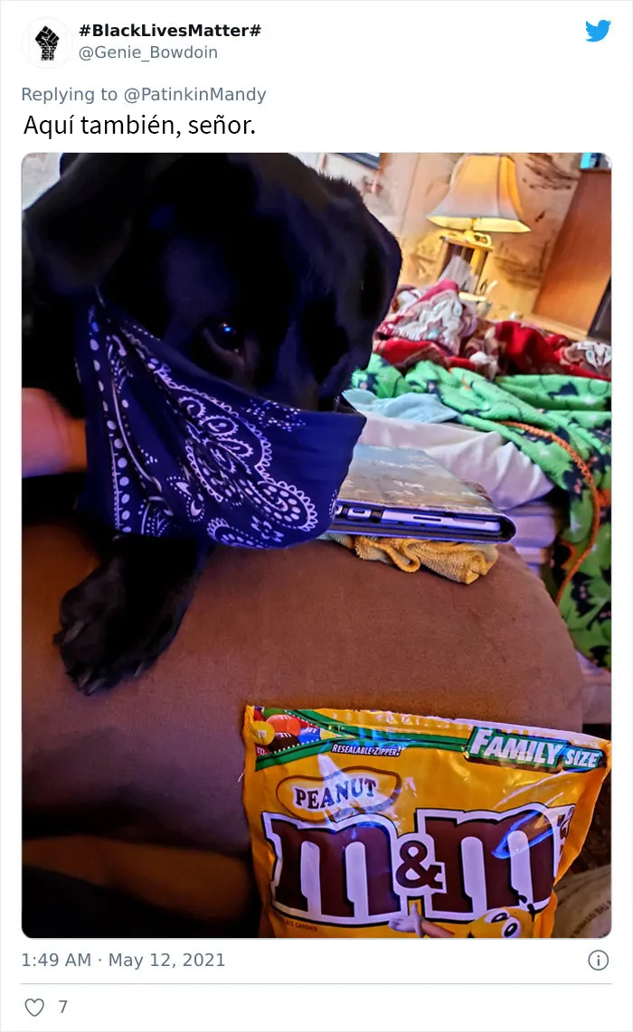 25 Perros poniendo cara de hambre a sus dueños porque quieren comida