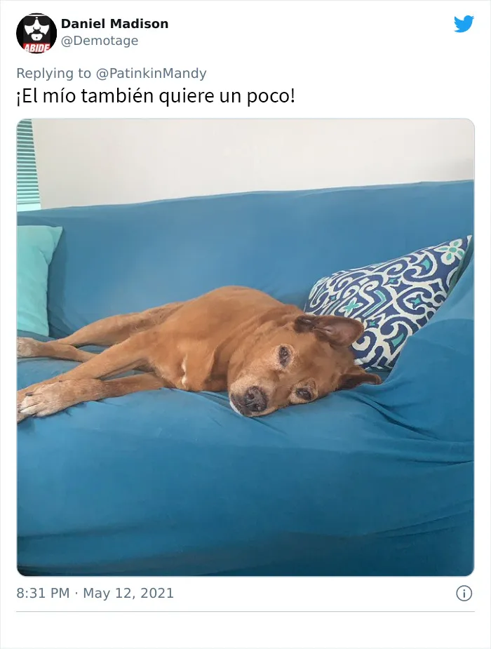 25 Perros poniendo cara de hambre a sus dueños porque quieren comida