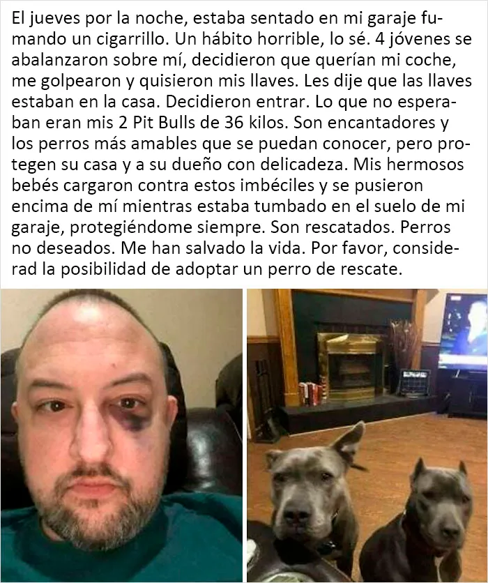 Los Pit Bulls siempre serán mis favoritos