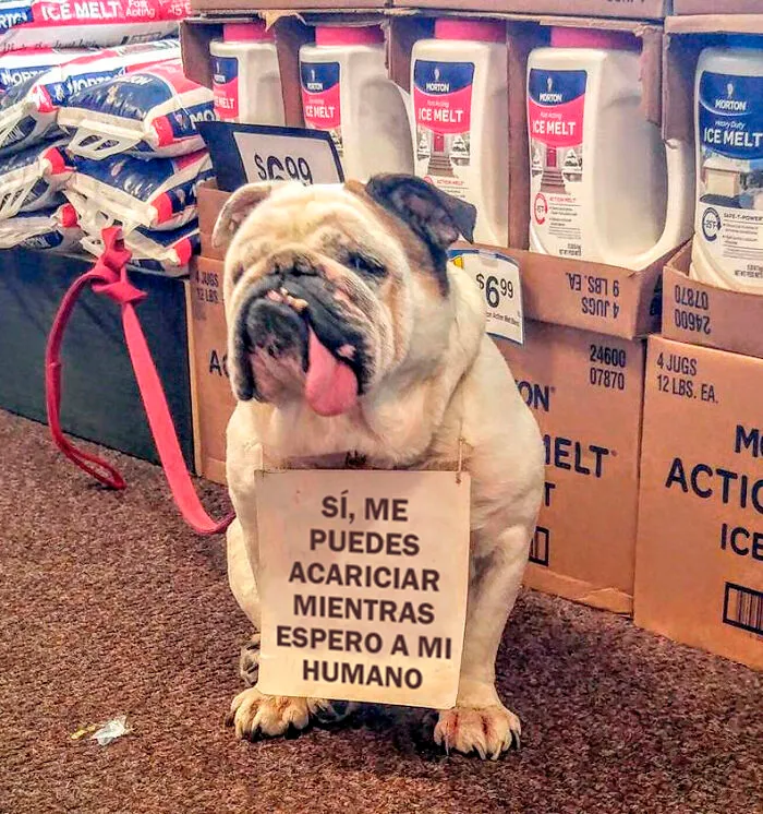 Vimos esta preciosidad en la tienda de comestibles
