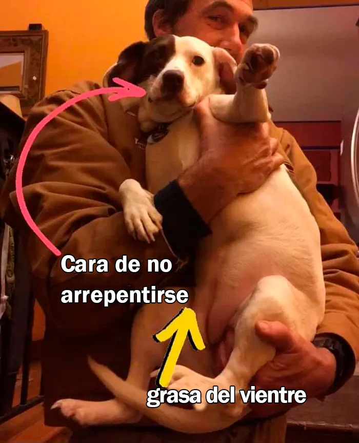 50 Fotos de perros nada favorecidos para el desafío #UnflatteringDogPhotoChallenge
