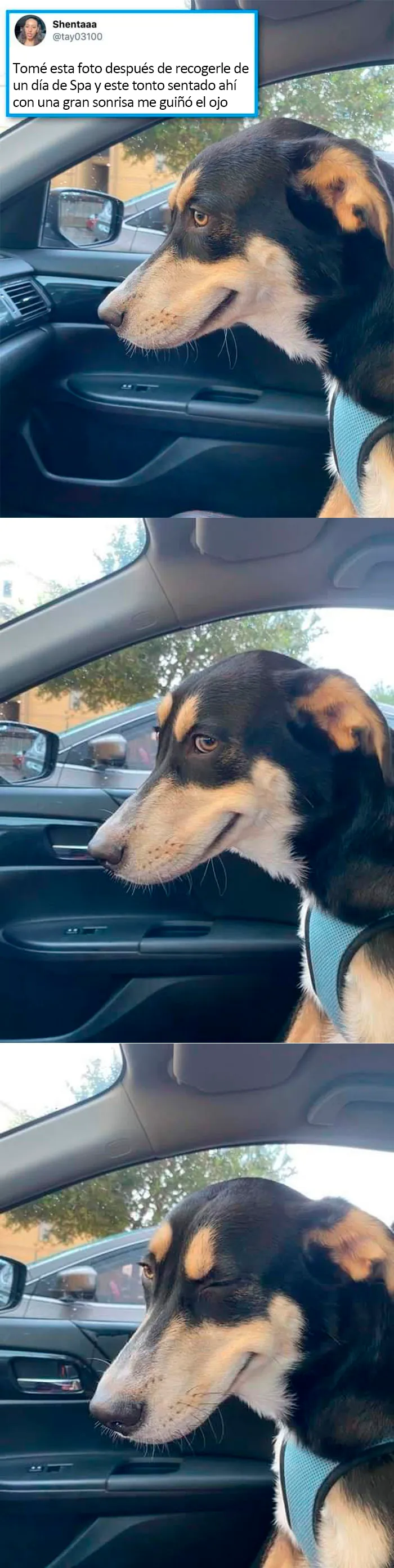 ¡Los perros se merecen lo mejor!