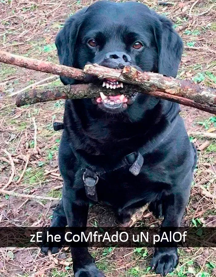 Chonríe
