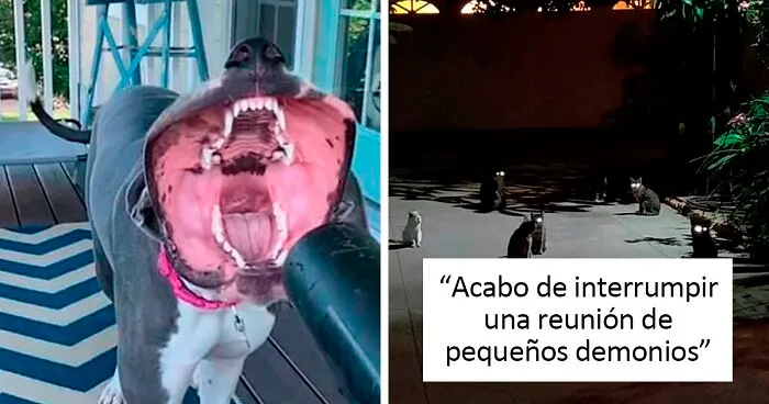50 Mascotas que sin querer dieron un susto de muerte a sus dueños con su aspecto aterrador
