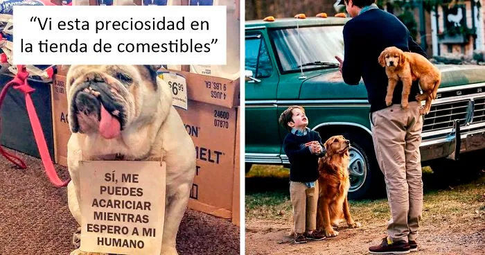 50 Reconfortantes publicaciones sobre perros para alegrarte el día (nuevas fotos)