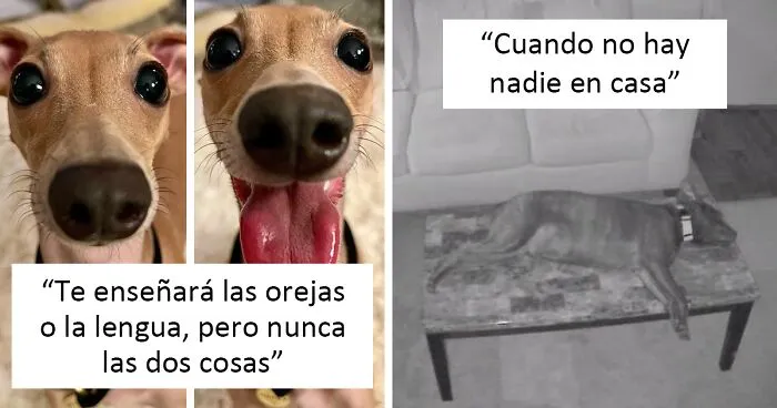 "¿Qué le pasa a tu perro?": La gente está publicando fotos de perros que "funcionan mal" (50 nuevas fotos)