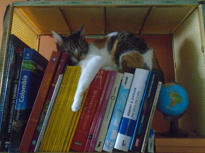 40 Gatos en lugares insólitos, compartidos en esta cuenta de Twitter