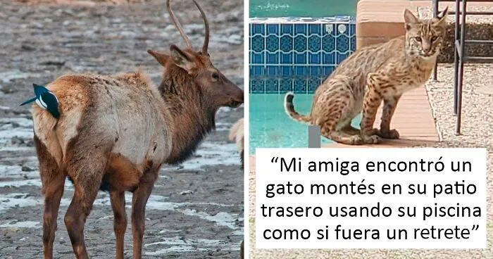 Este grupo de Facebook está dedicado a fotos cutres de fauna, y son tan malas que tienes que reírte (50 nuevas fotos)