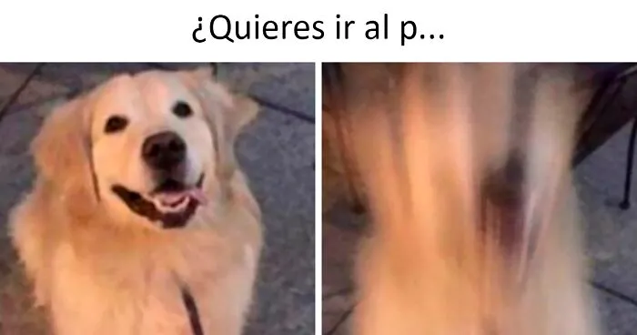20 Auténticos memes sobre lo que es tener perro