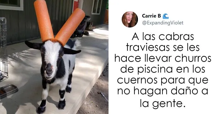 Este padre preguntó en Internet sobre datos interesantes que contar a sus 2 hijos, y recibió estas 20 respuestas
