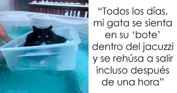 40 Gatos mimados que probablemente viven mejor que tú