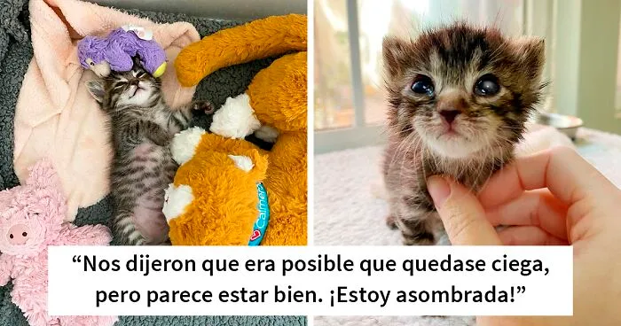Esta gatita llegó sola a su hogar de acogida, y ahora siempre lleva su juguete a todas partes