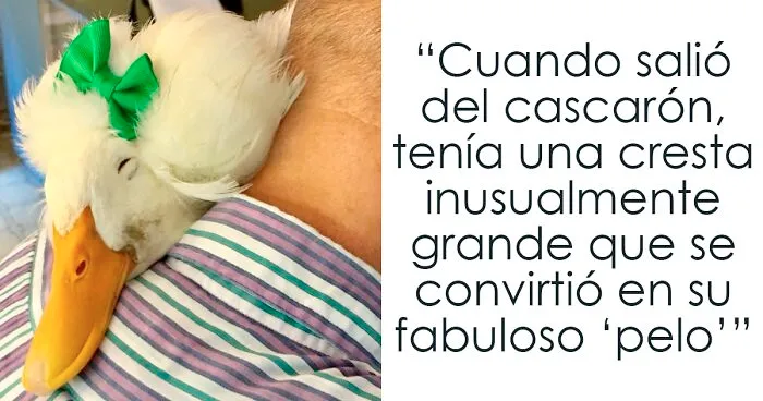 30 Fotos de Gertrude, una pata muy famosa por su "cabello"