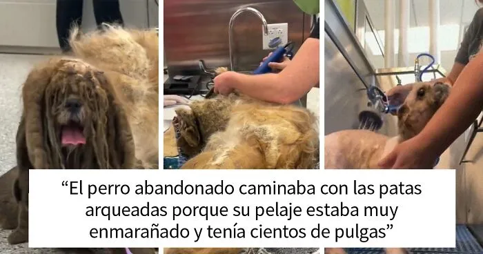 Este perro abandonado consiguió un cambio radical de aspecto y de vida tras quitarle 3 kilos de pelaje enmarañado