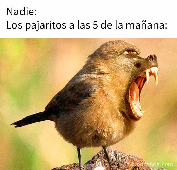 15 Memes muy divertidos para empezar el verano