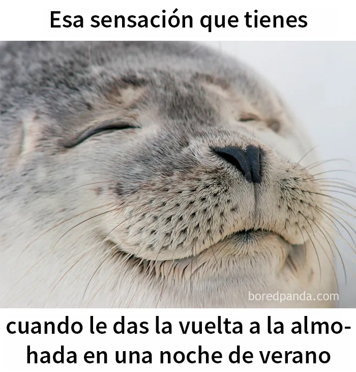 15 Memes muy divertidos para empezar el verano