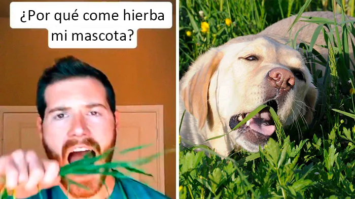 Este veterinario da 20 consejos útiles y poco conocidos para el cuidado de las mascotas