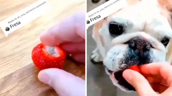 Este veterinario da 20 consejos útiles y poco conocidos para el cuidado de las mascotas