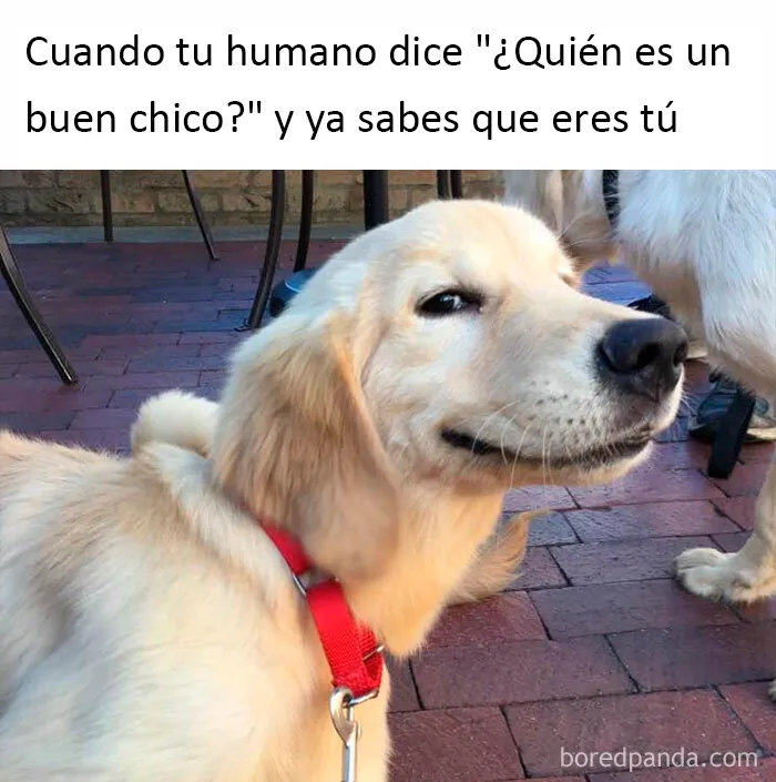 20 Auténticos memes sobre lo que es tener perro