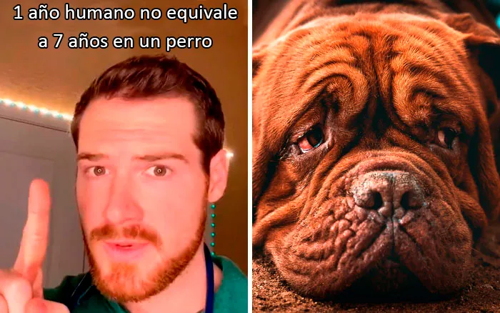 Este veterinario da 20 consejos útiles y poco conocidos para el cuidado de las mascotas