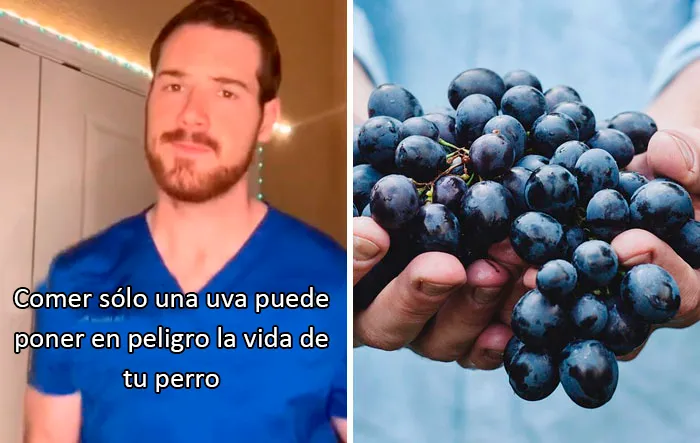 Este veterinario da 20 consejos útiles y poco conocidos para el cuidado de las mascotas